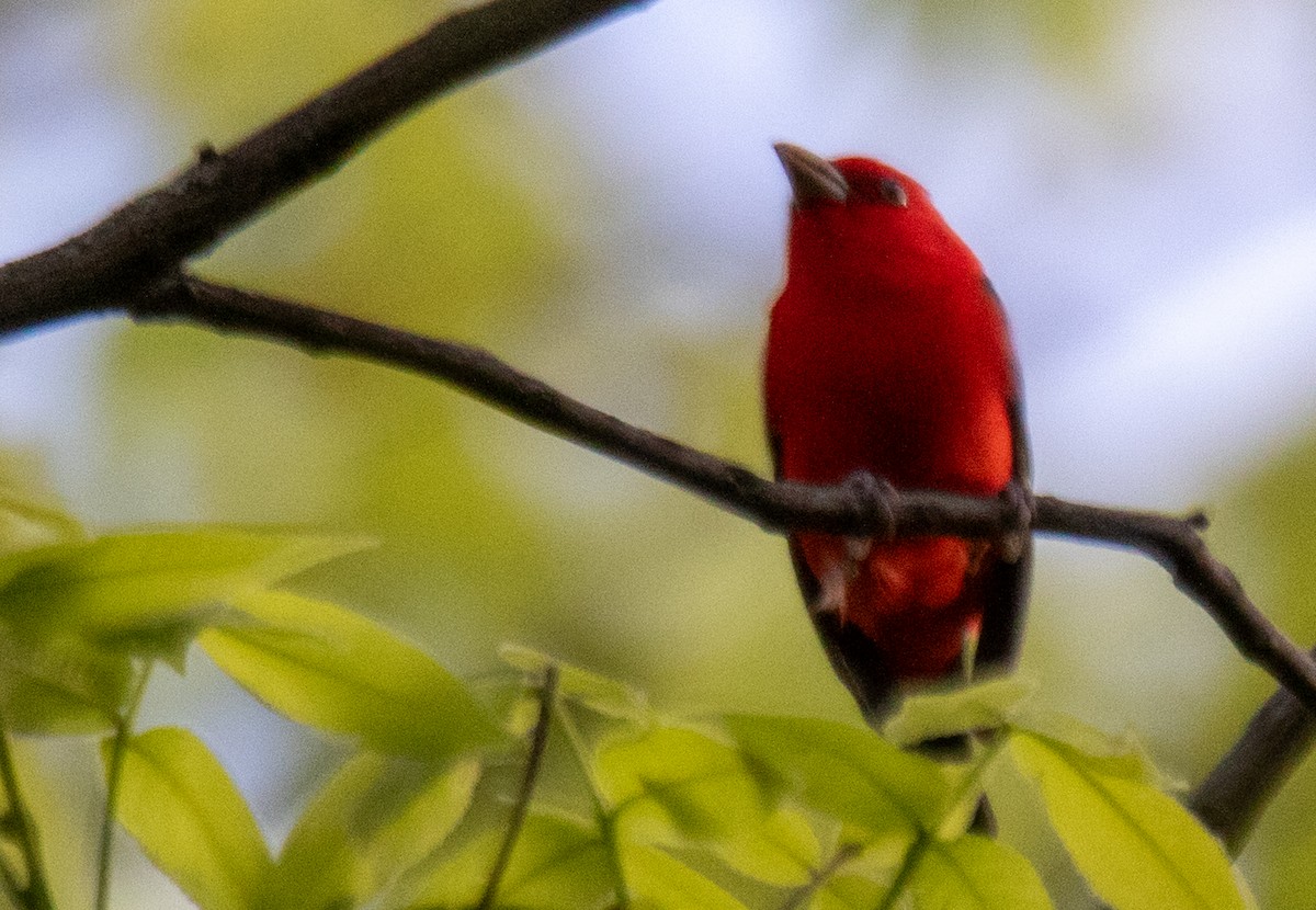 Scarlet Tanager - ML618587866