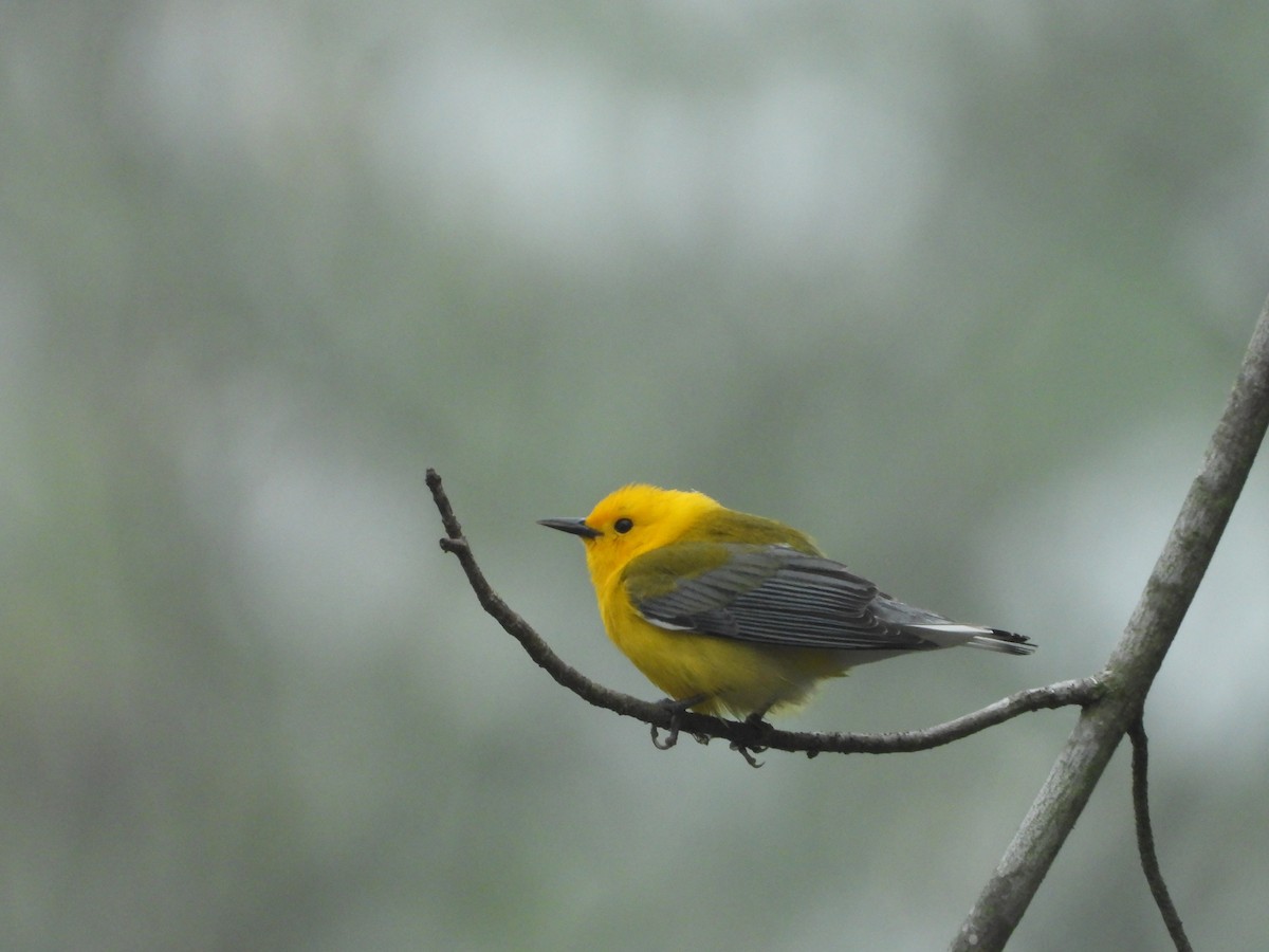 Prothonotary Warbler - ML618587881