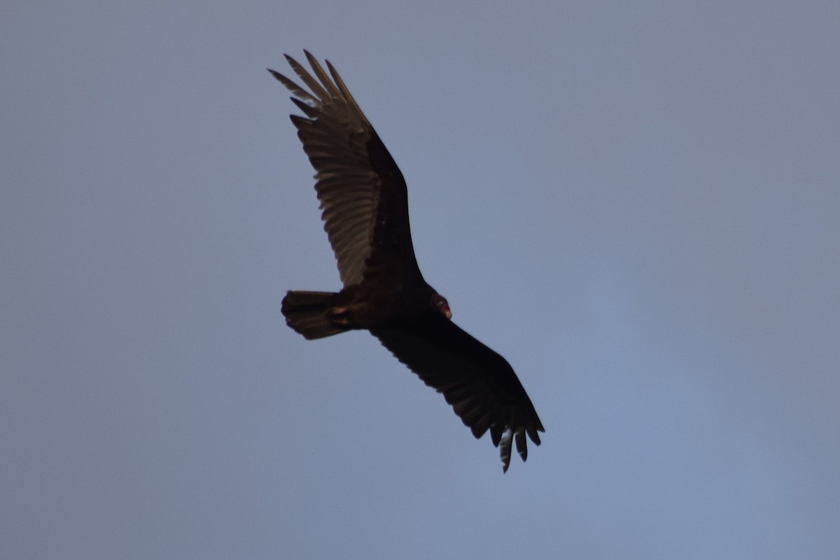 Turkey Vulture - ML618587904