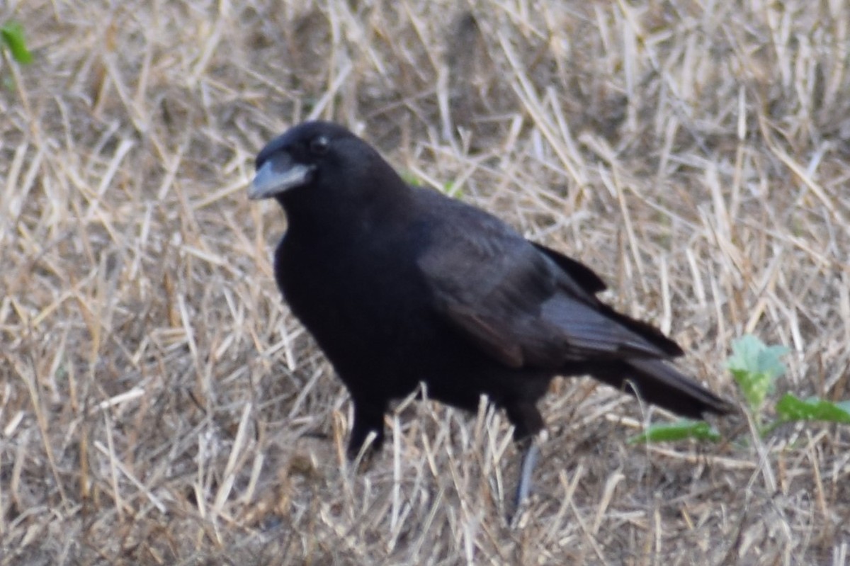 American Crow - ML618587910