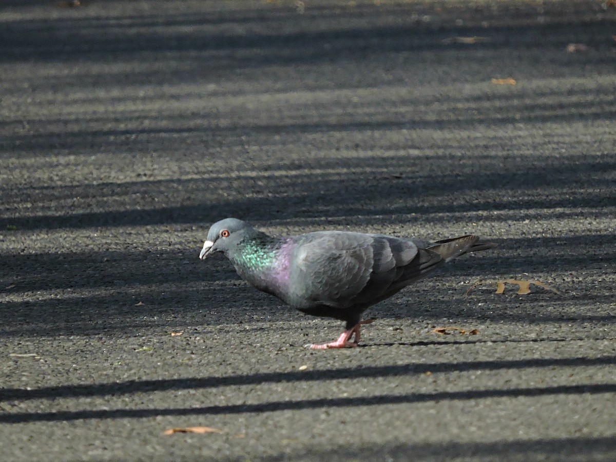 Rock Pigeon (Feral Pigeon) - ML618587938