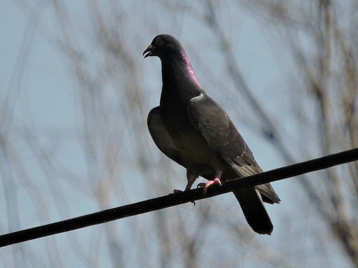 Rock Pigeon (Feral Pigeon) - ML618587939
