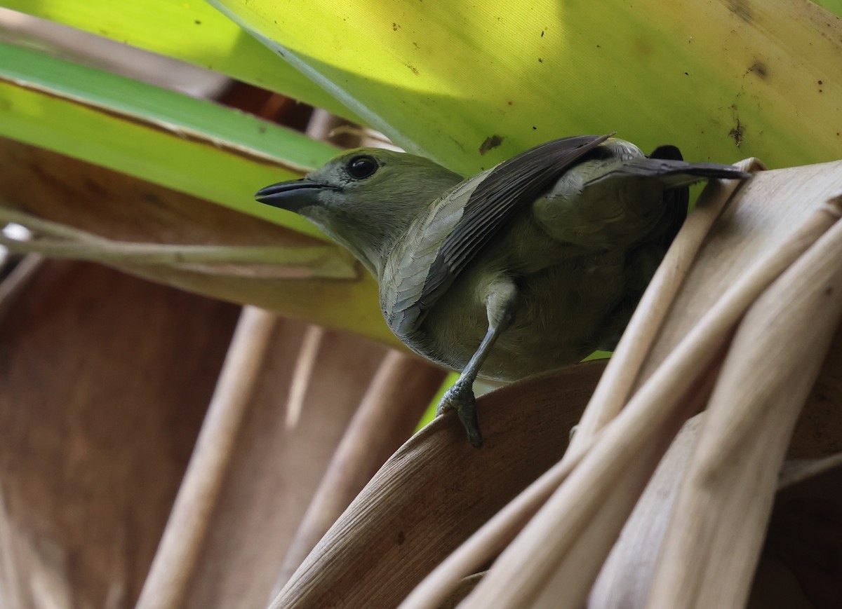 Palm Tanager - ML618587956