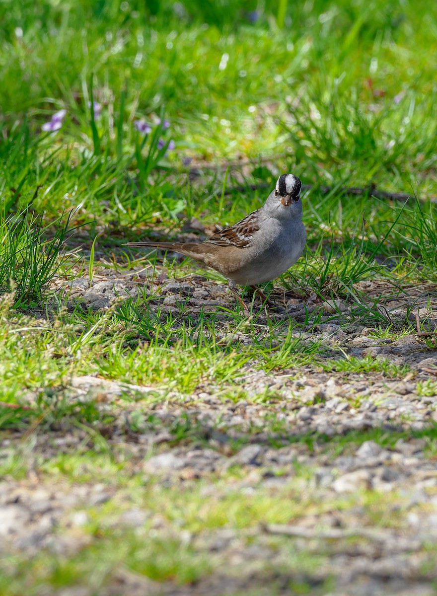 White-crowned Sparrow - Deb Eccleston