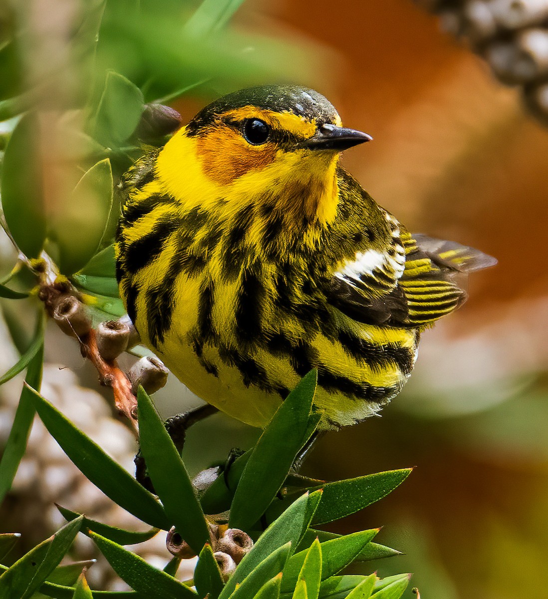 Cape May Warbler - Kenneth Eyster