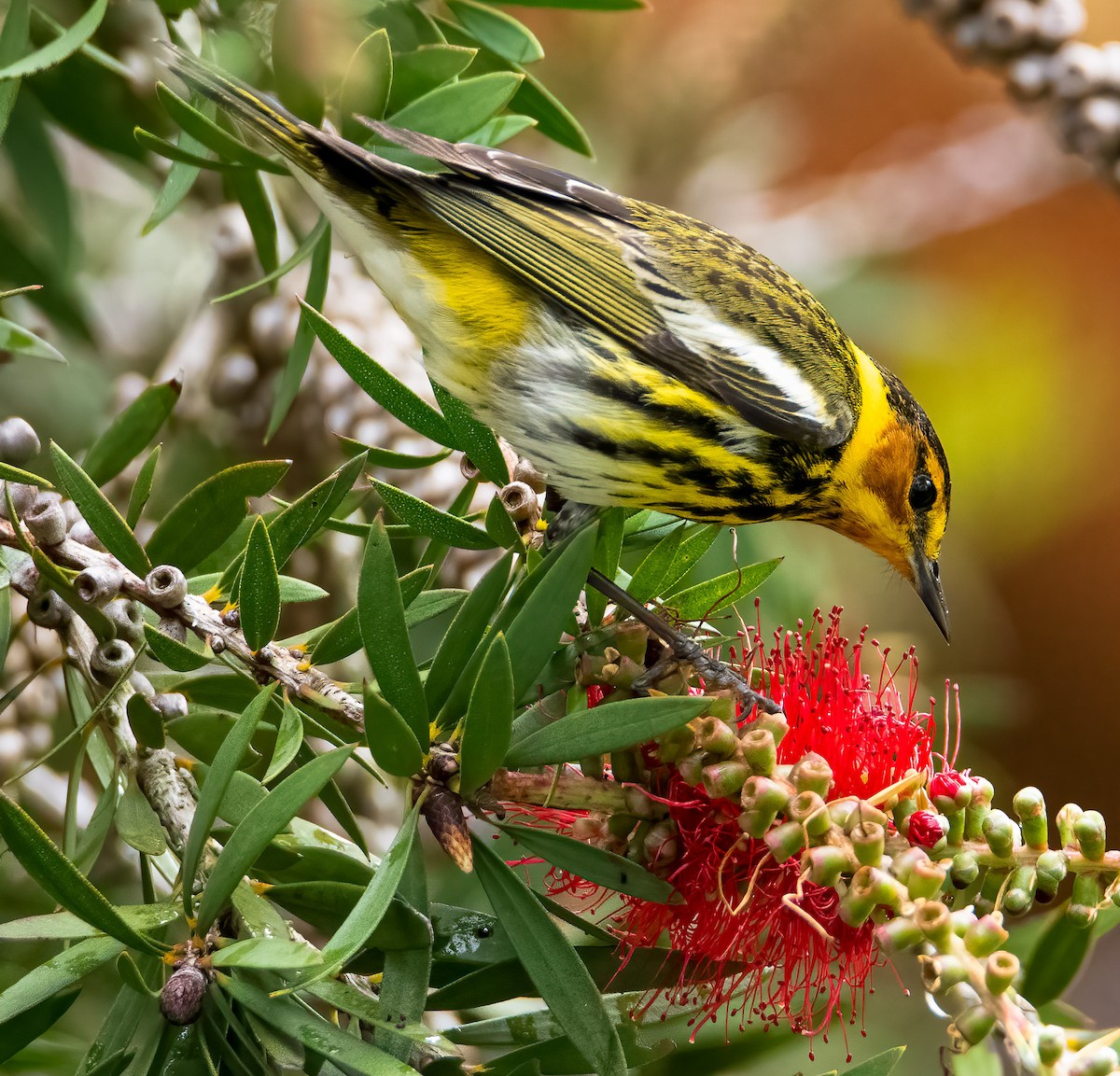 Cape May Warbler - ML618587971