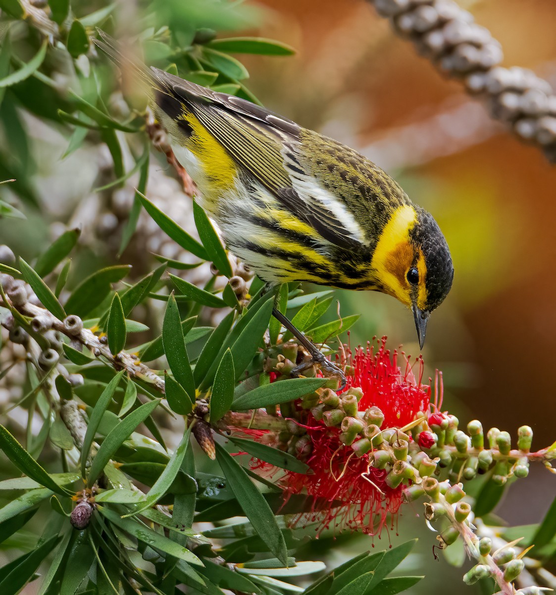 Cape May Warbler - ML618587973