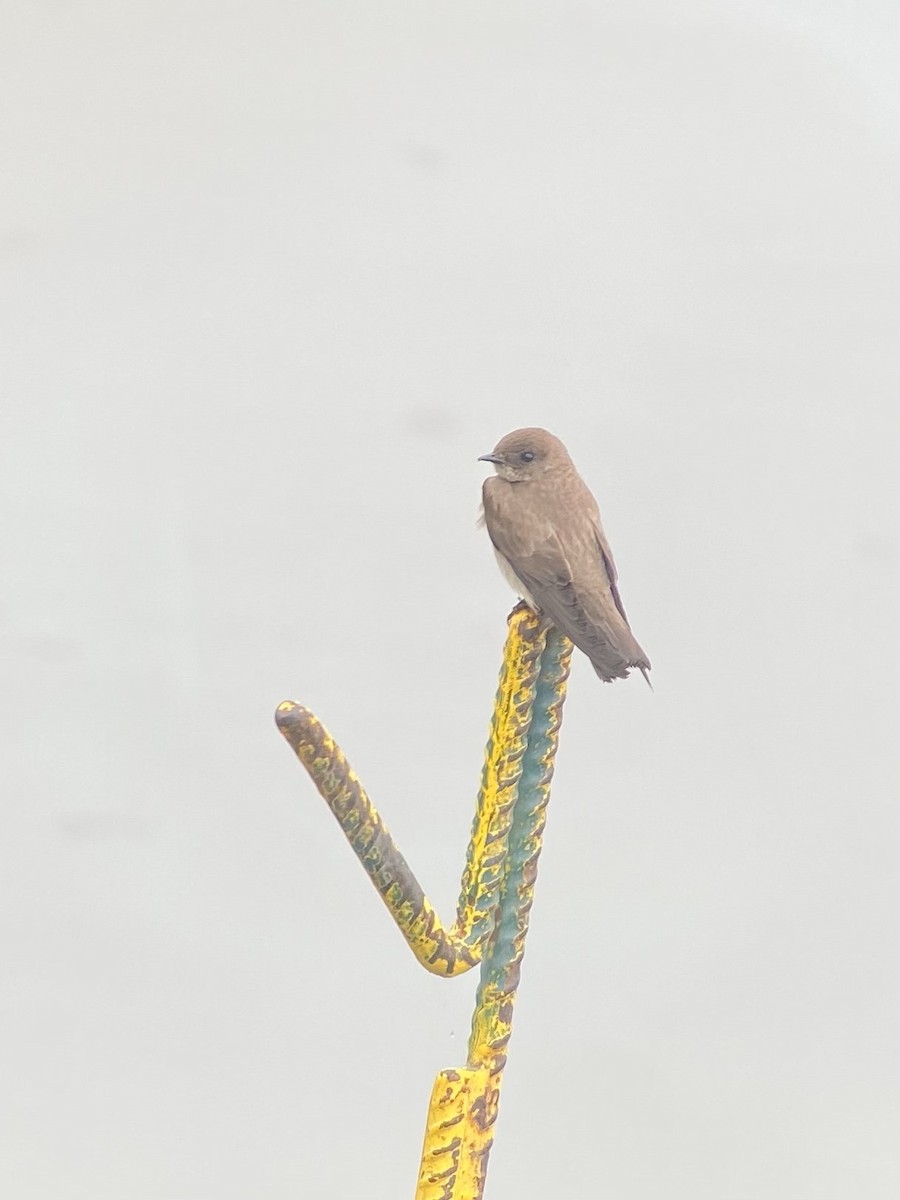 Northern Rough-winged Swallow - ML618587989