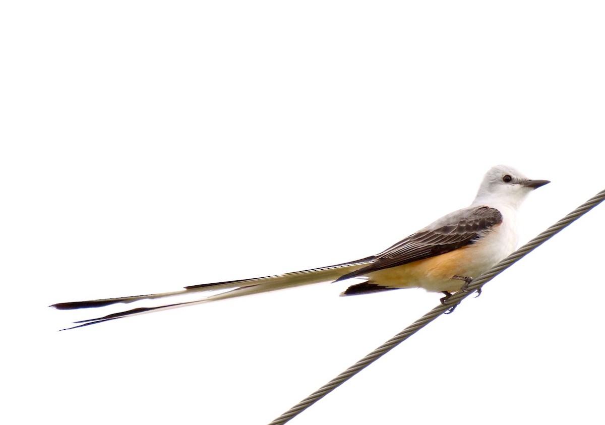 Scissor-tailed Flycatcher - Martin Byhower