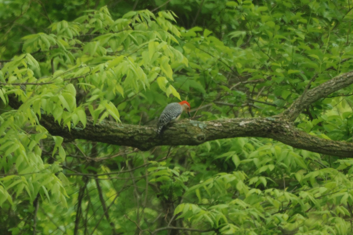 Red-bellied Woodpecker - ML618588019