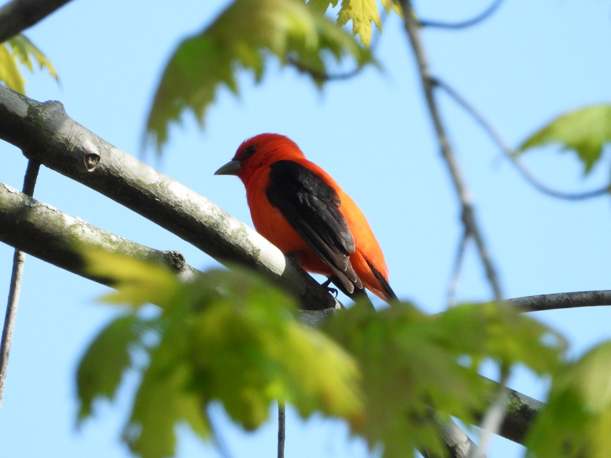 Scarlet Tanager - ML618588082