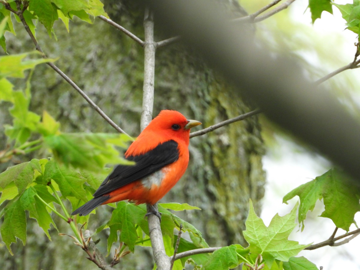 Scarlet Tanager - ML618588084