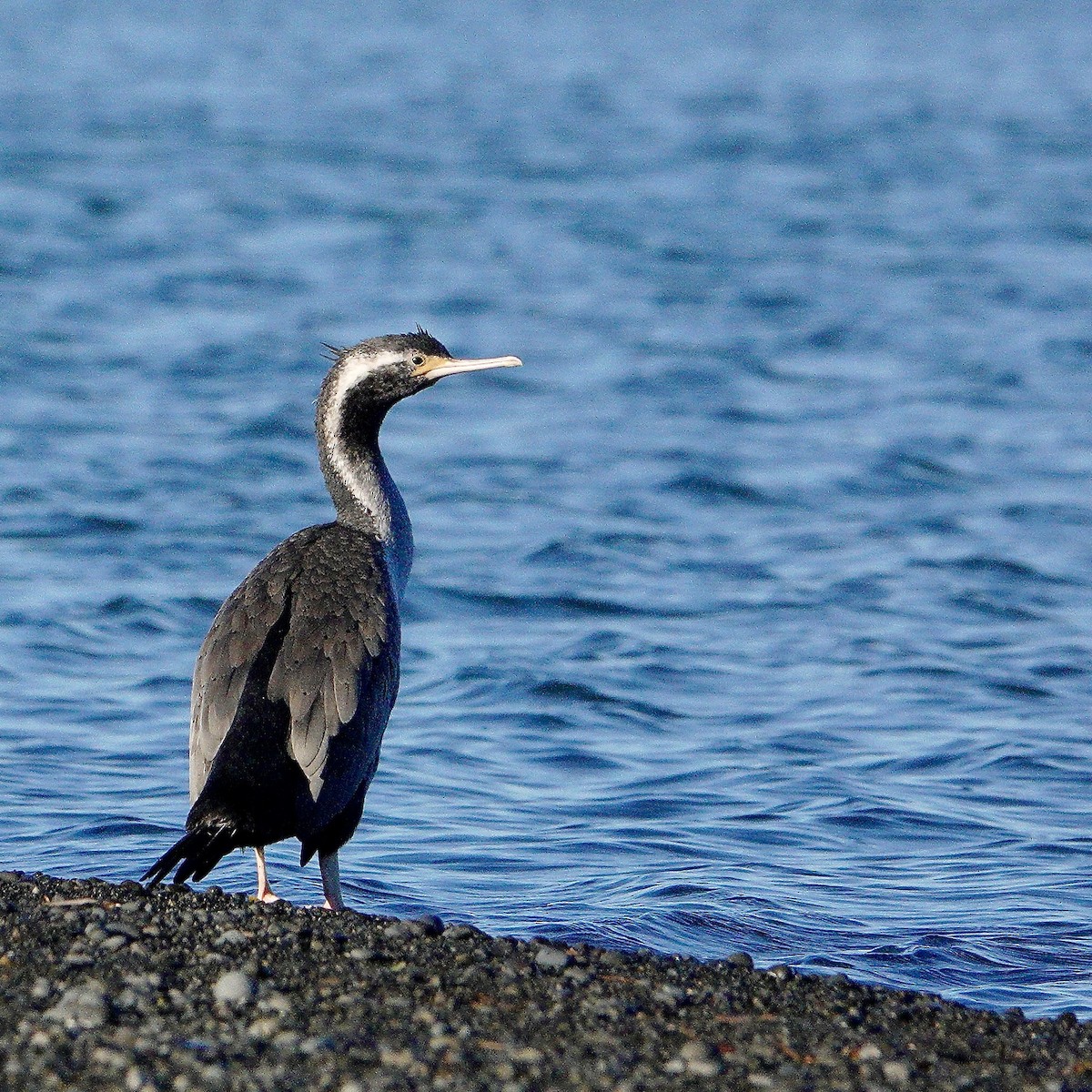 Spotted Shag - ML618588102