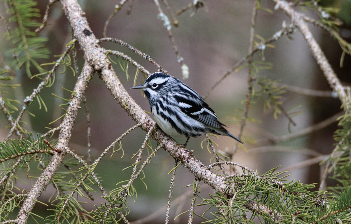 Black-and-white Warbler - ML618588104