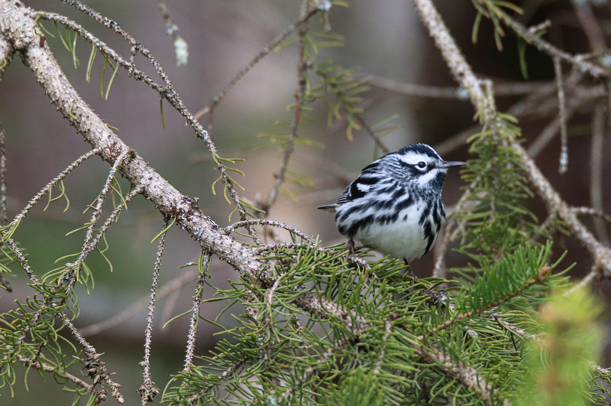 Black-and-white Warbler - ML618588105