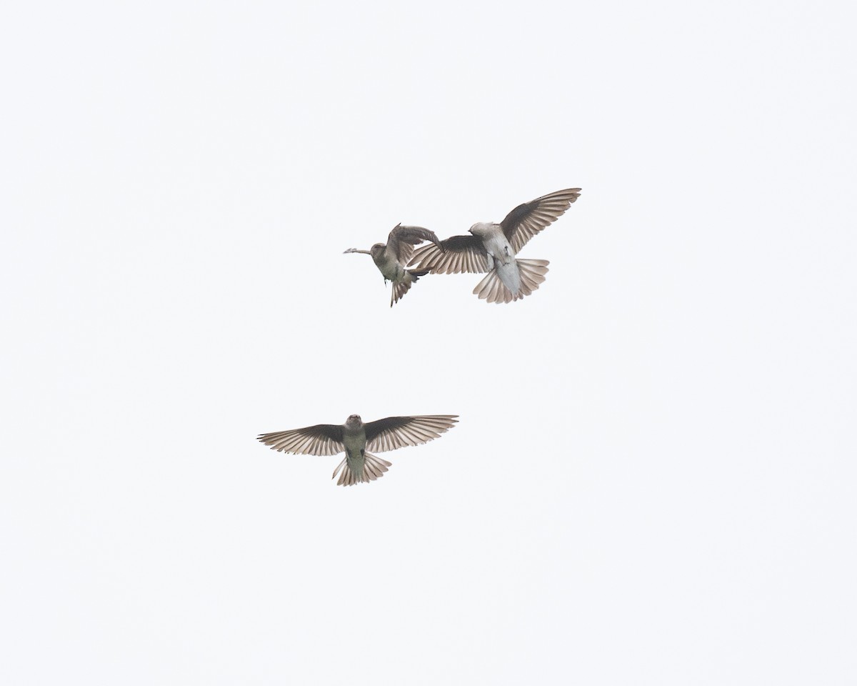 Northern Rough-winged Swallow - ML618588110