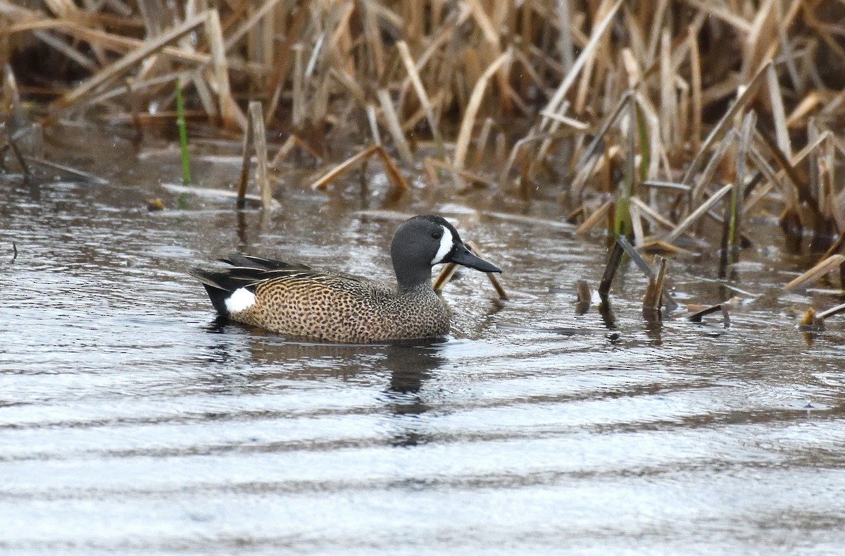 Blue-winged Teal - ML618588115
