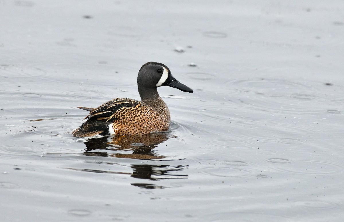 Blue-winged Teal - ML618588120