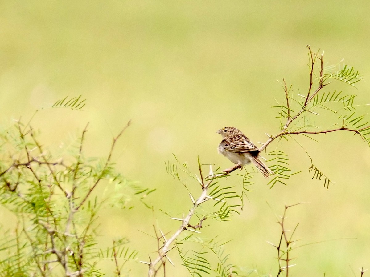 Grasshopper Sparrow - ML618588146