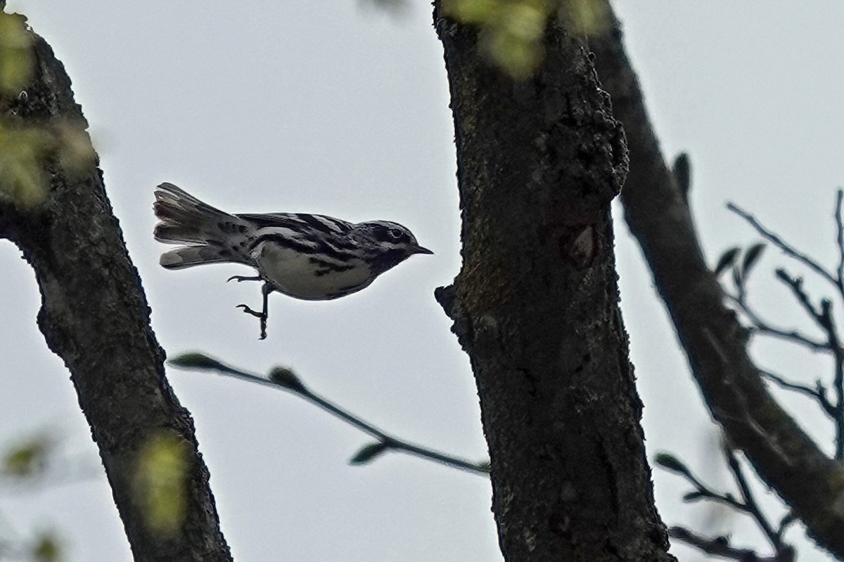 Black-and-white Warbler - ML618588212