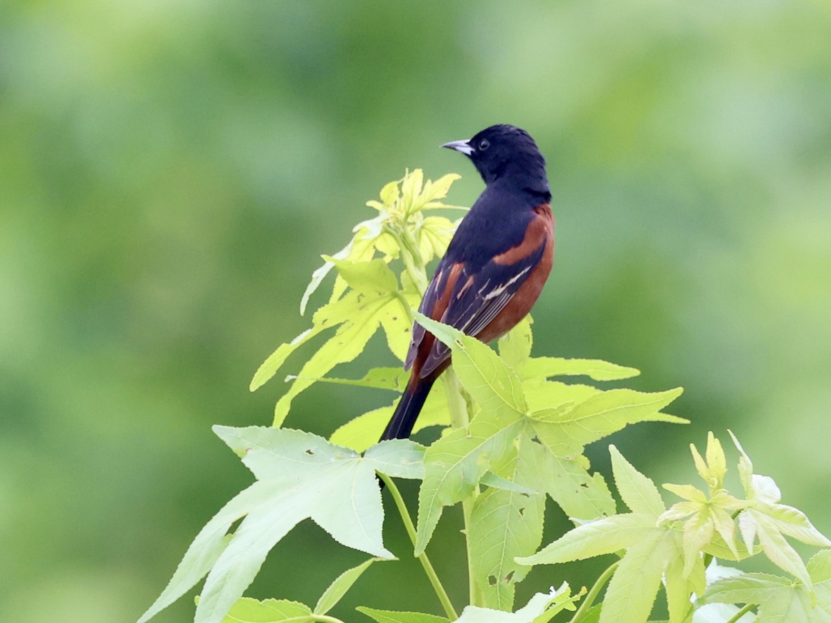 Orchard Oriole - ML618588214