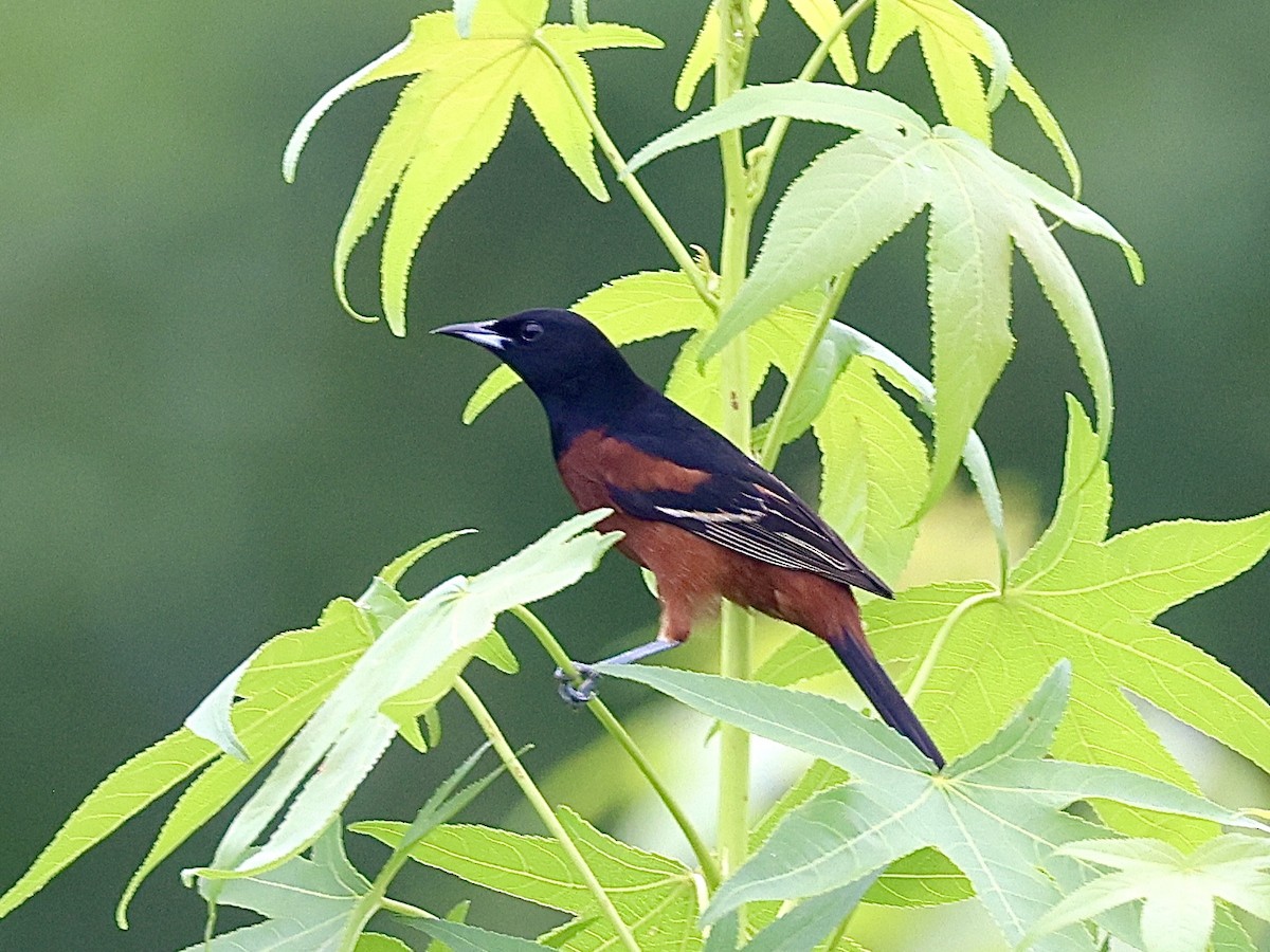 Orchard Oriole - ML618588216