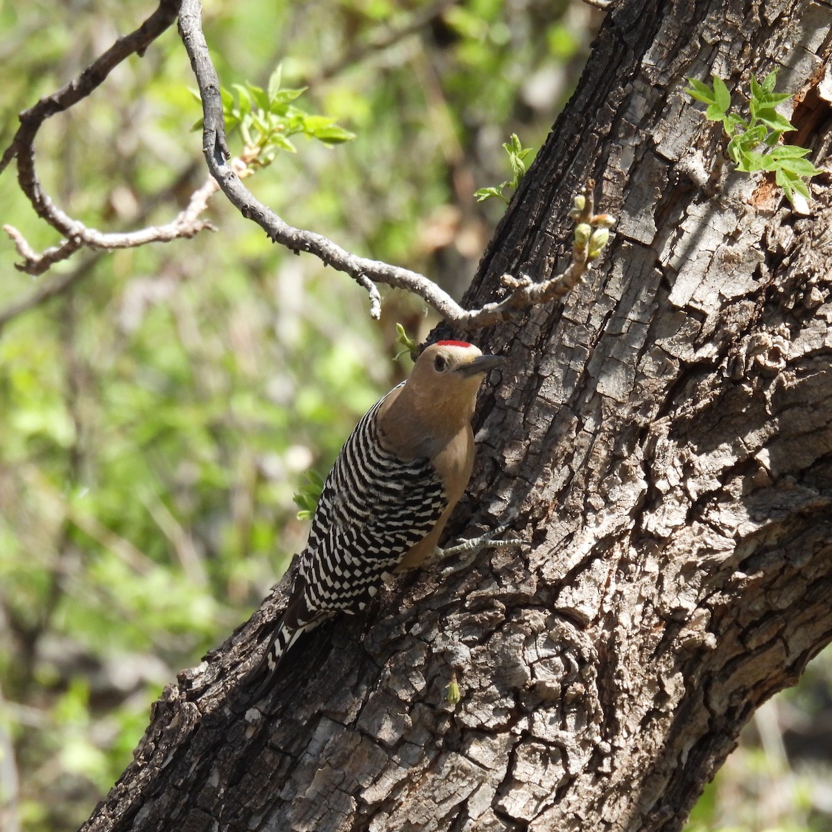 Gila Woodpecker - ML618588261