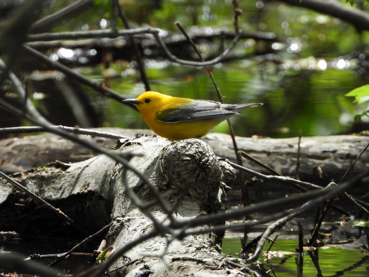 Prothonotary Warbler - ML618588283