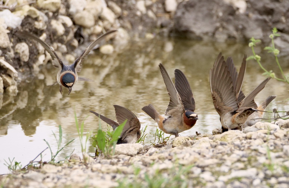 Cliff Swallow - Martin Byhower
