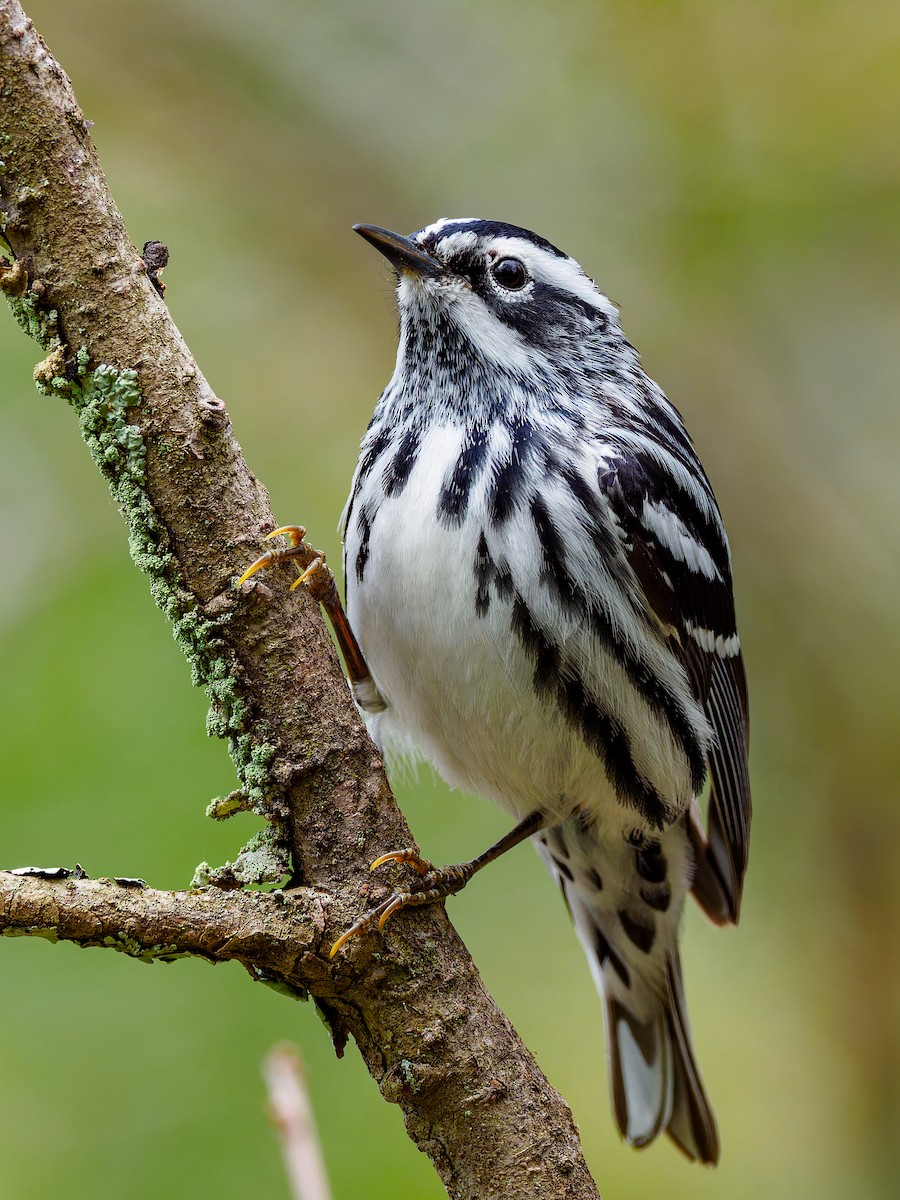 Black-and-white Warbler - ML618588327