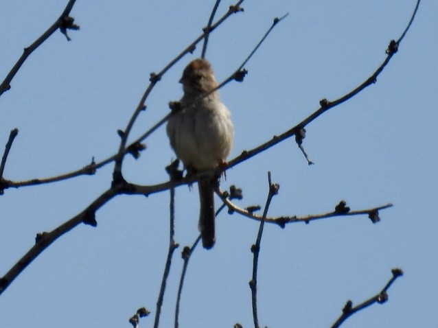 Rufous-winged Sparrow - ML618588446