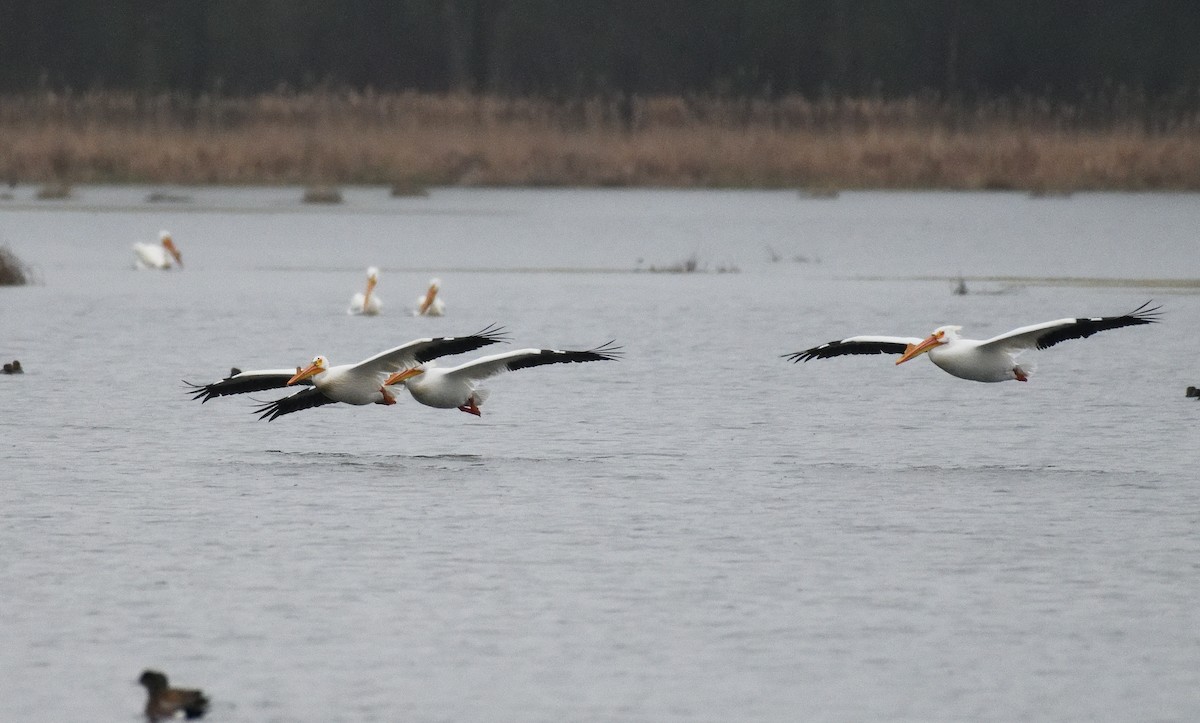 pelikán severoamerický - ML618588449
