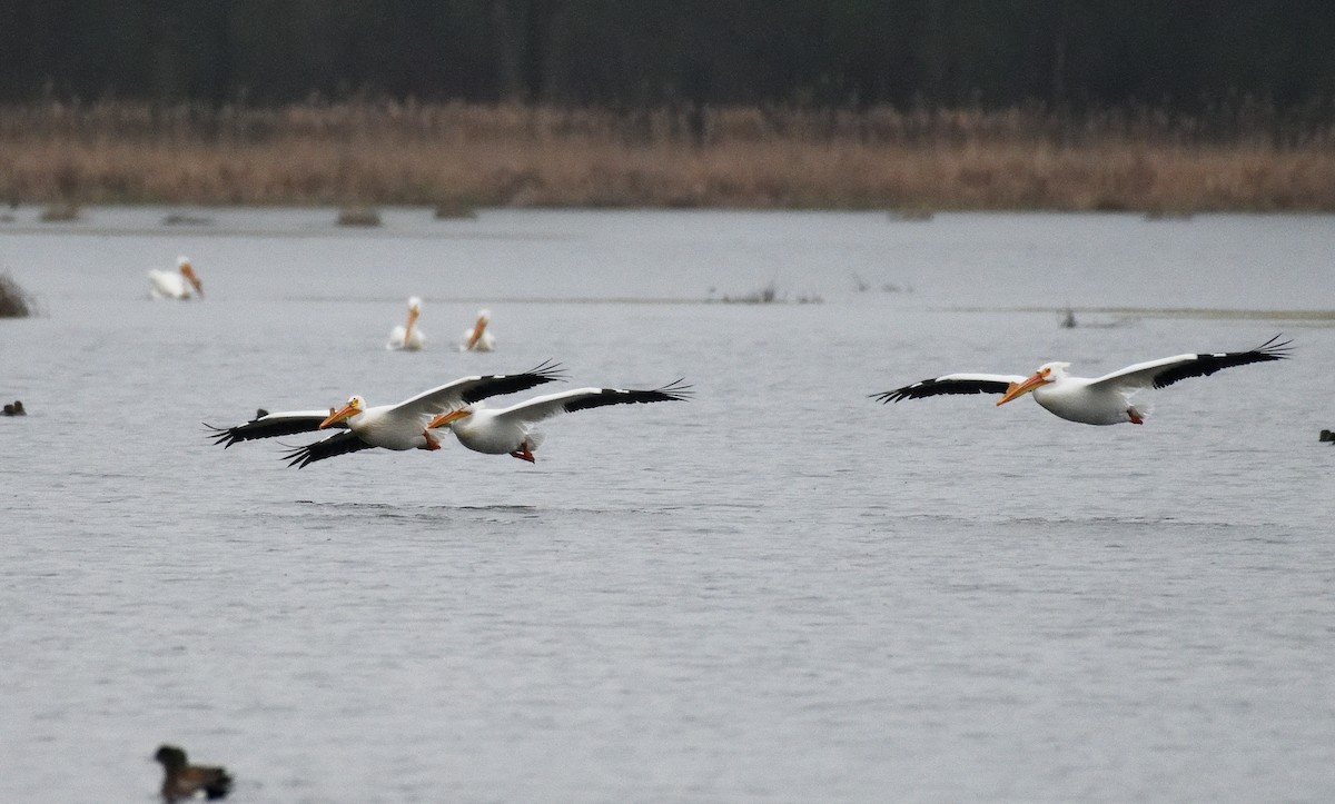 pelikán severoamerický - ML618588459