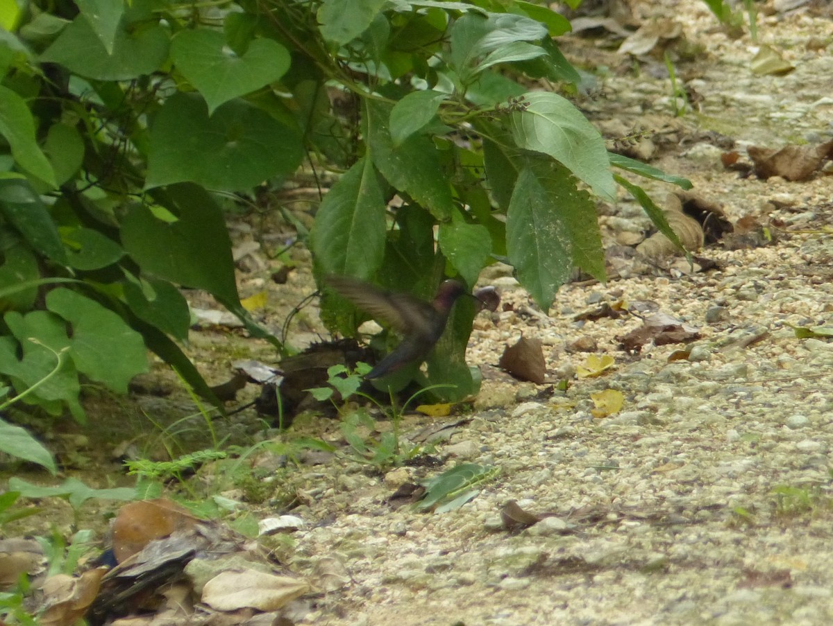 kolibřík jamajský - ML618588490