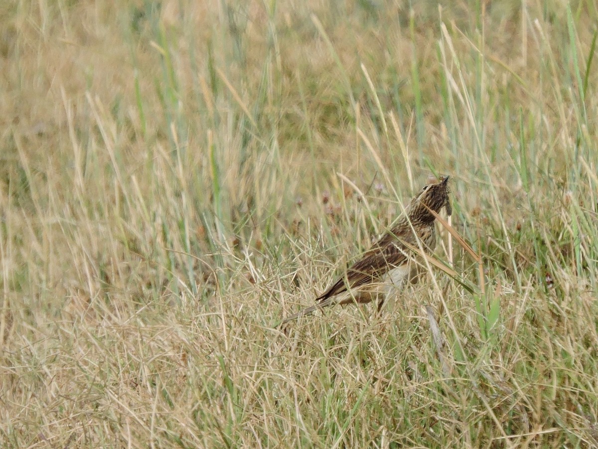 African Pipit - ML618588496