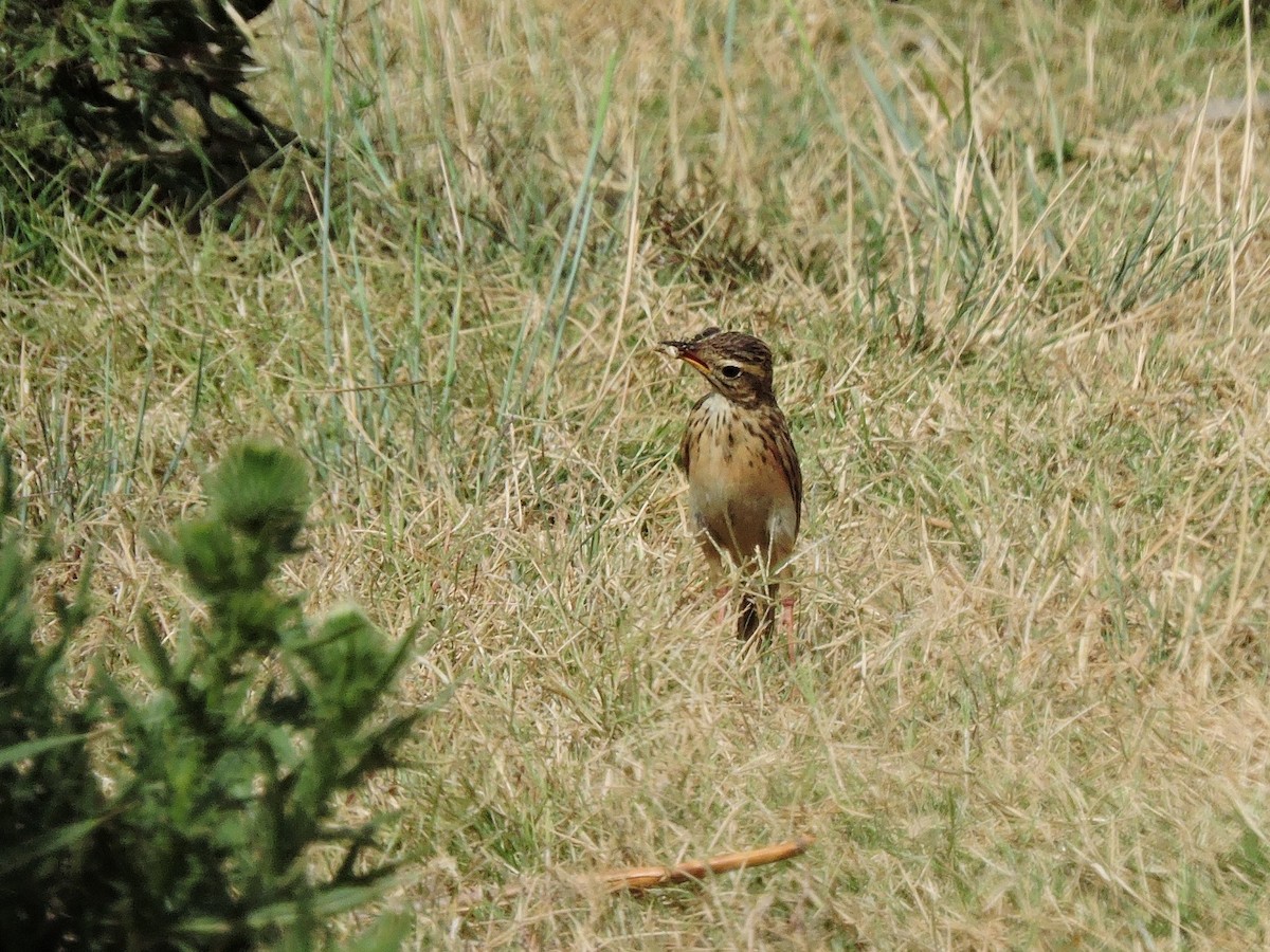 African Pipit - ML618588497