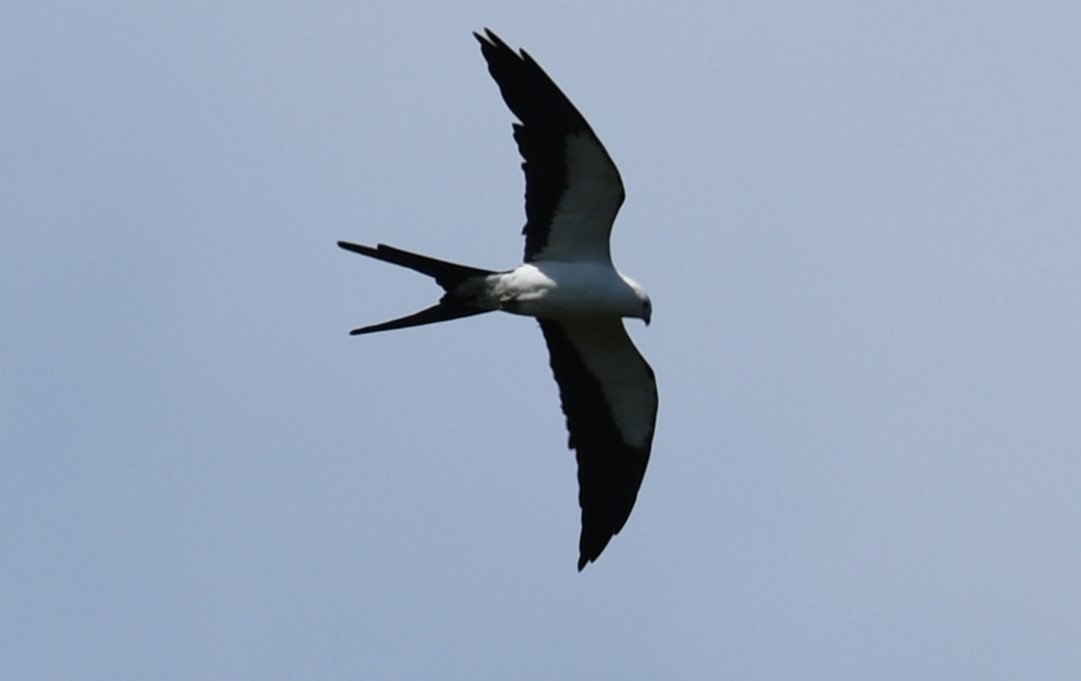 Swallow-tailed Kite - ML618588539