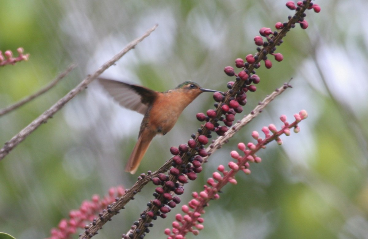 Rufous-breasted Sabrewing - ML618588673
