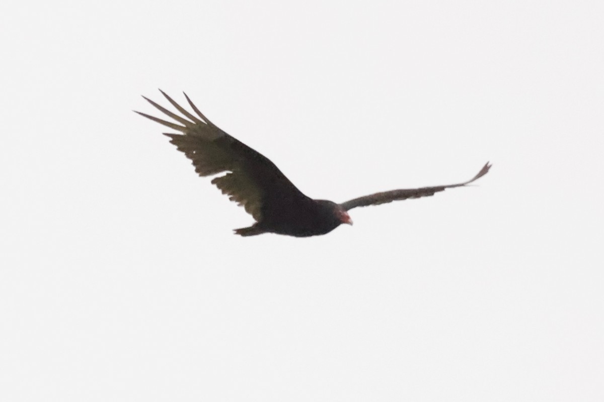 Turkey Vulture - ML618588683