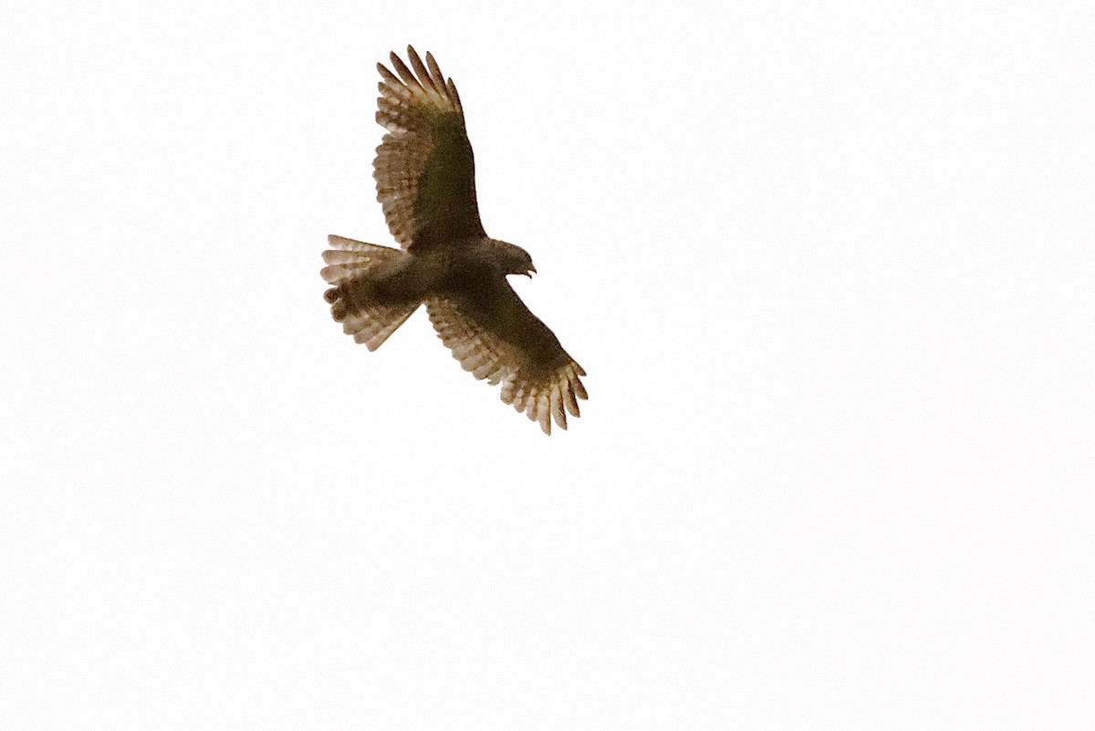 Red-shouldered Hawk (lineatus Group) - Scott Fischer