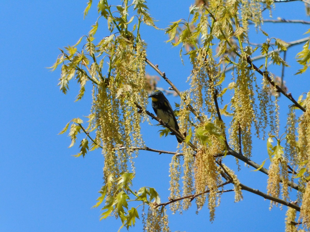 Yellow-rumped Warbler (Audubon's) - ML618588699