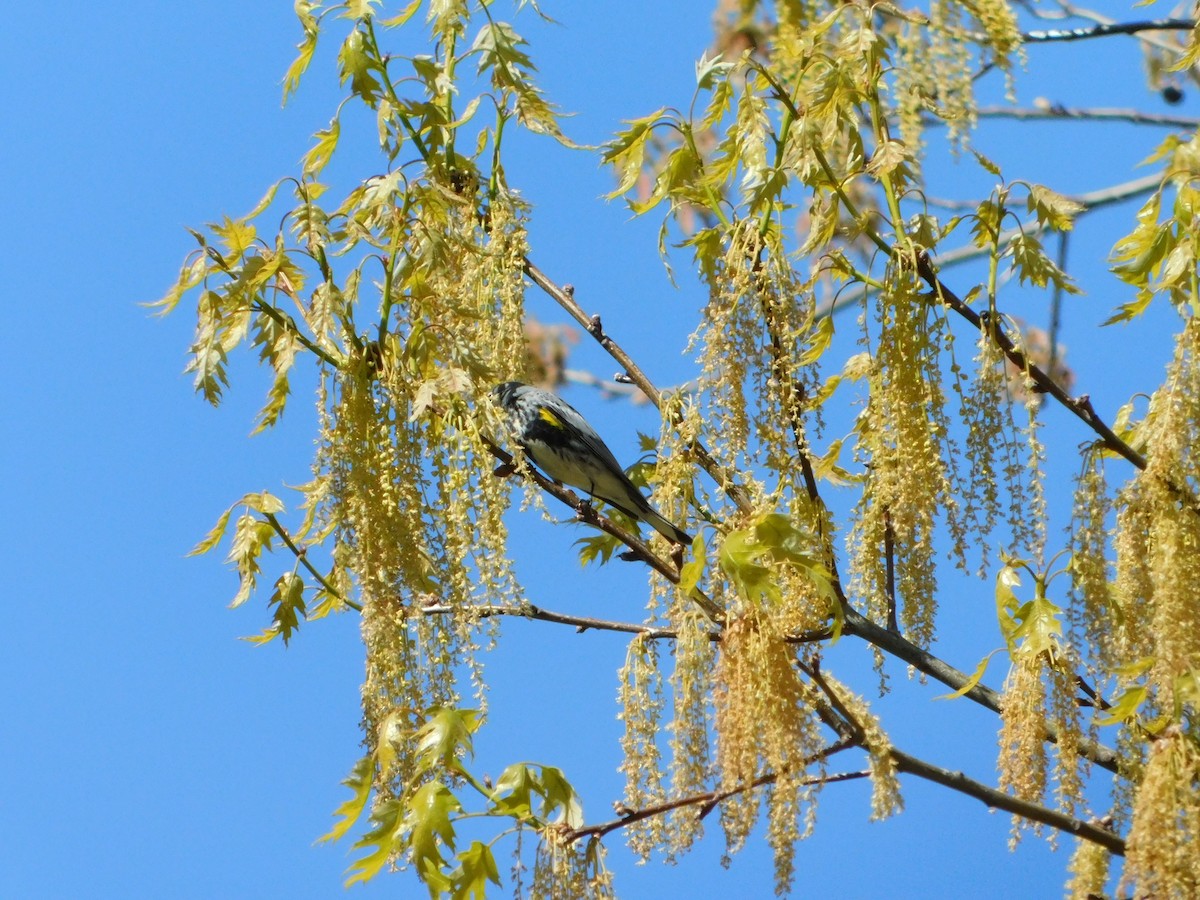 Yellow-rumped Warbler (Audubon's) - ML618588700