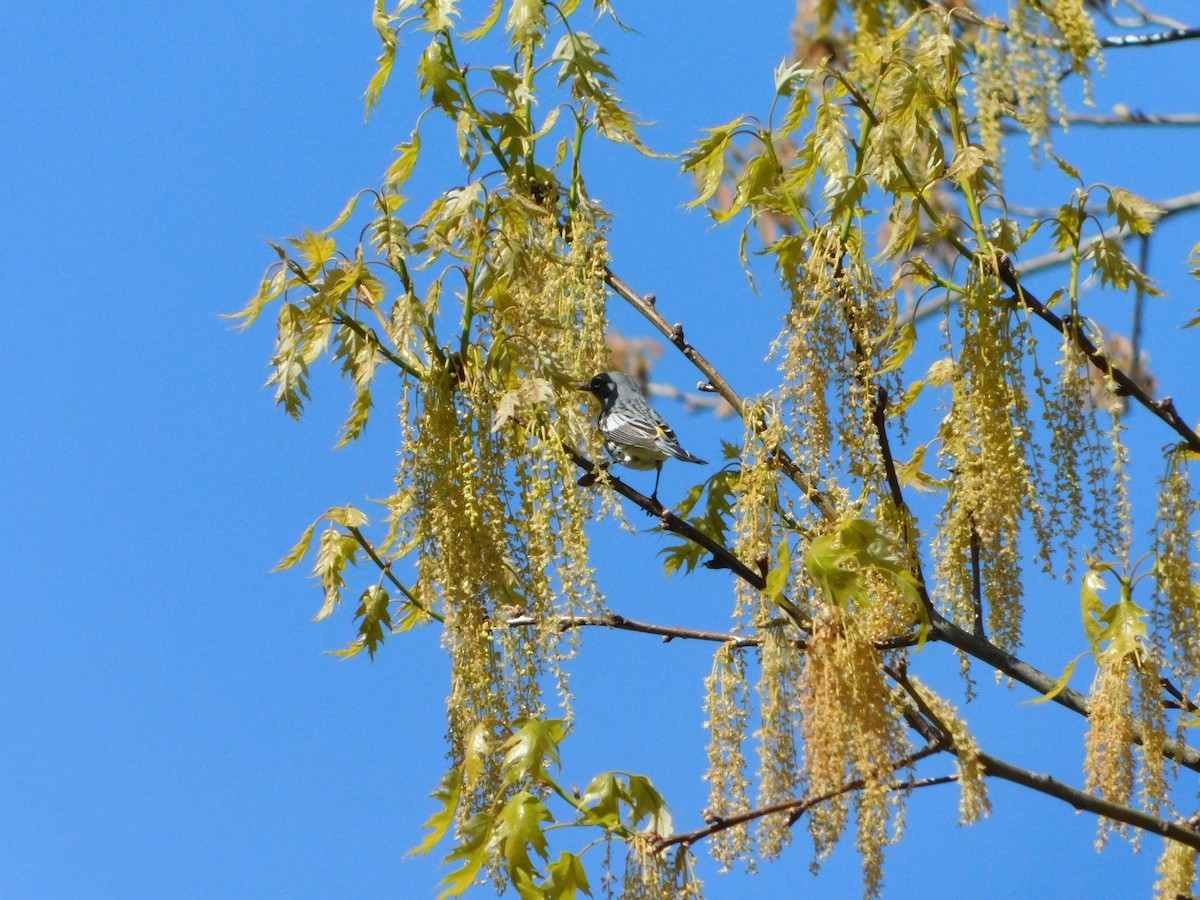 Yellow-rumped Warbler (Audubon's) - ML618588702