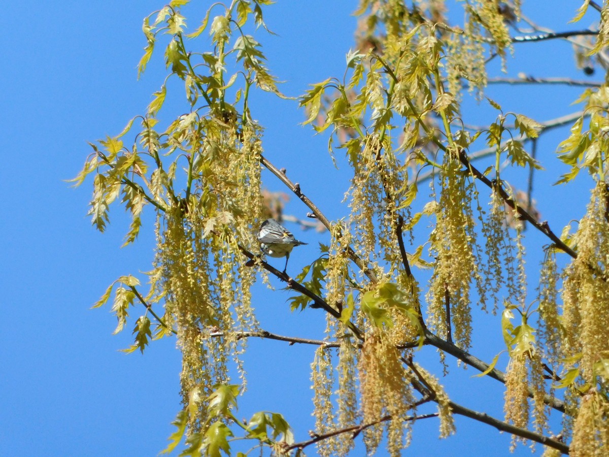 Yellow-rumped Warbler (Audubon's) - ML618588704