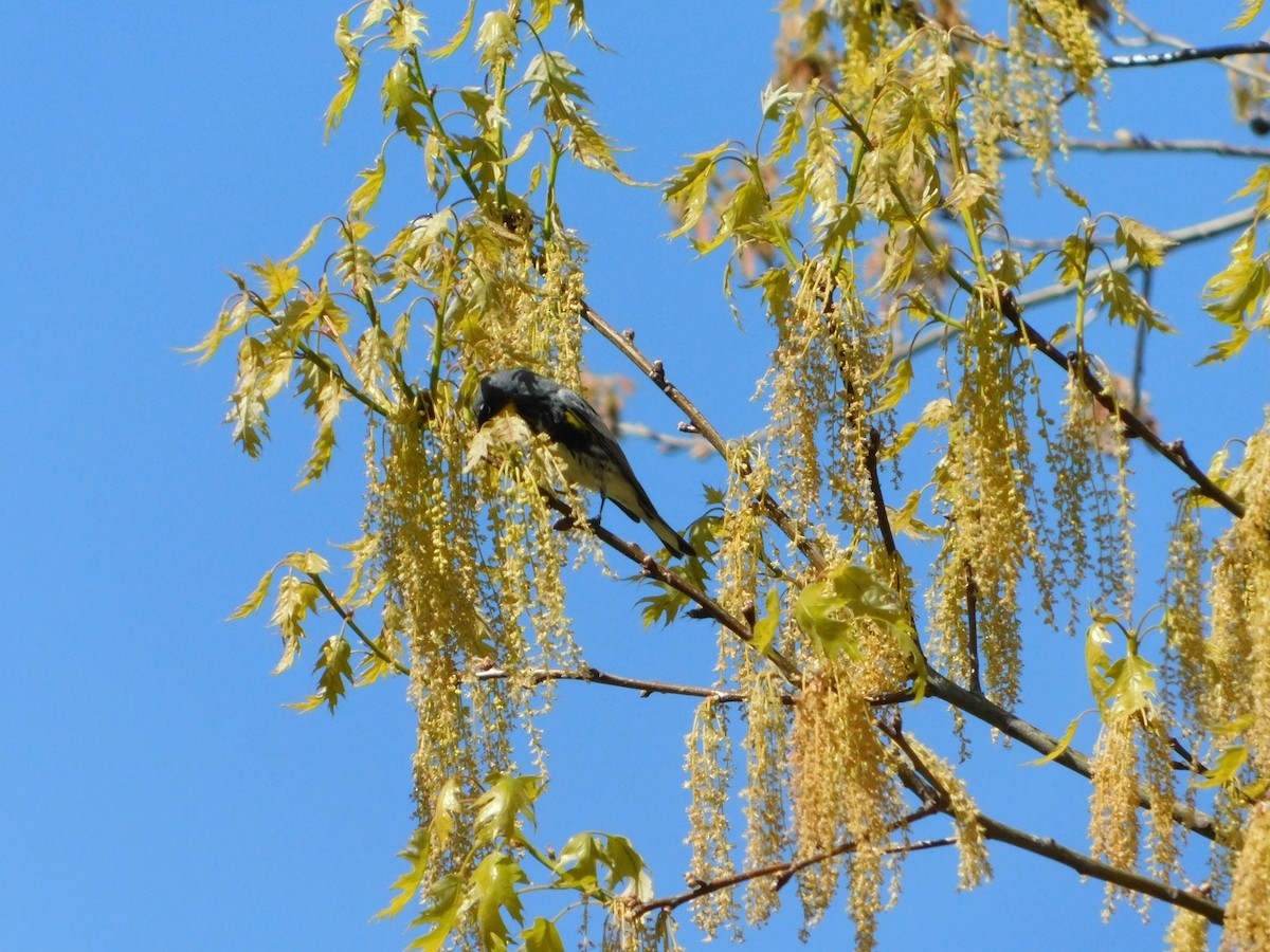 Yellow-rumped Warbler (Audubon's) - ML618588705