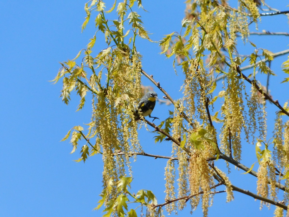 Yellow-rumped Warbler (Audubon's) - ML618588708