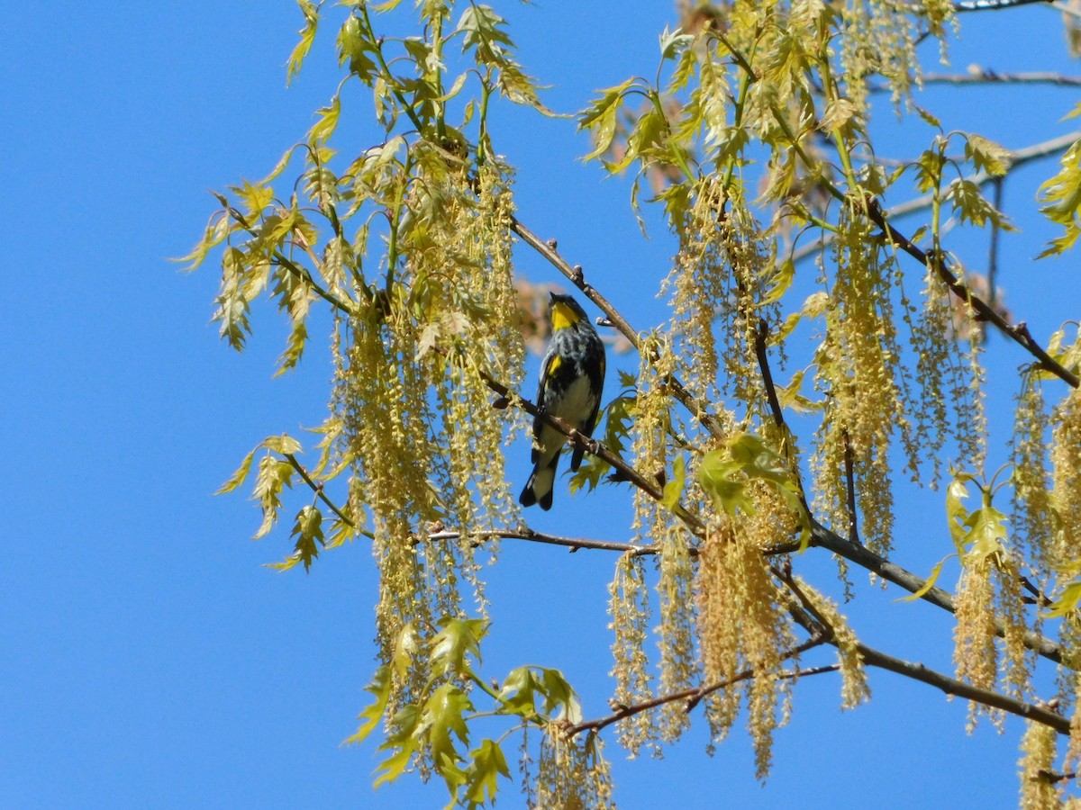 Yellow-rumped Warbler (Audubon's) - ML618588709
