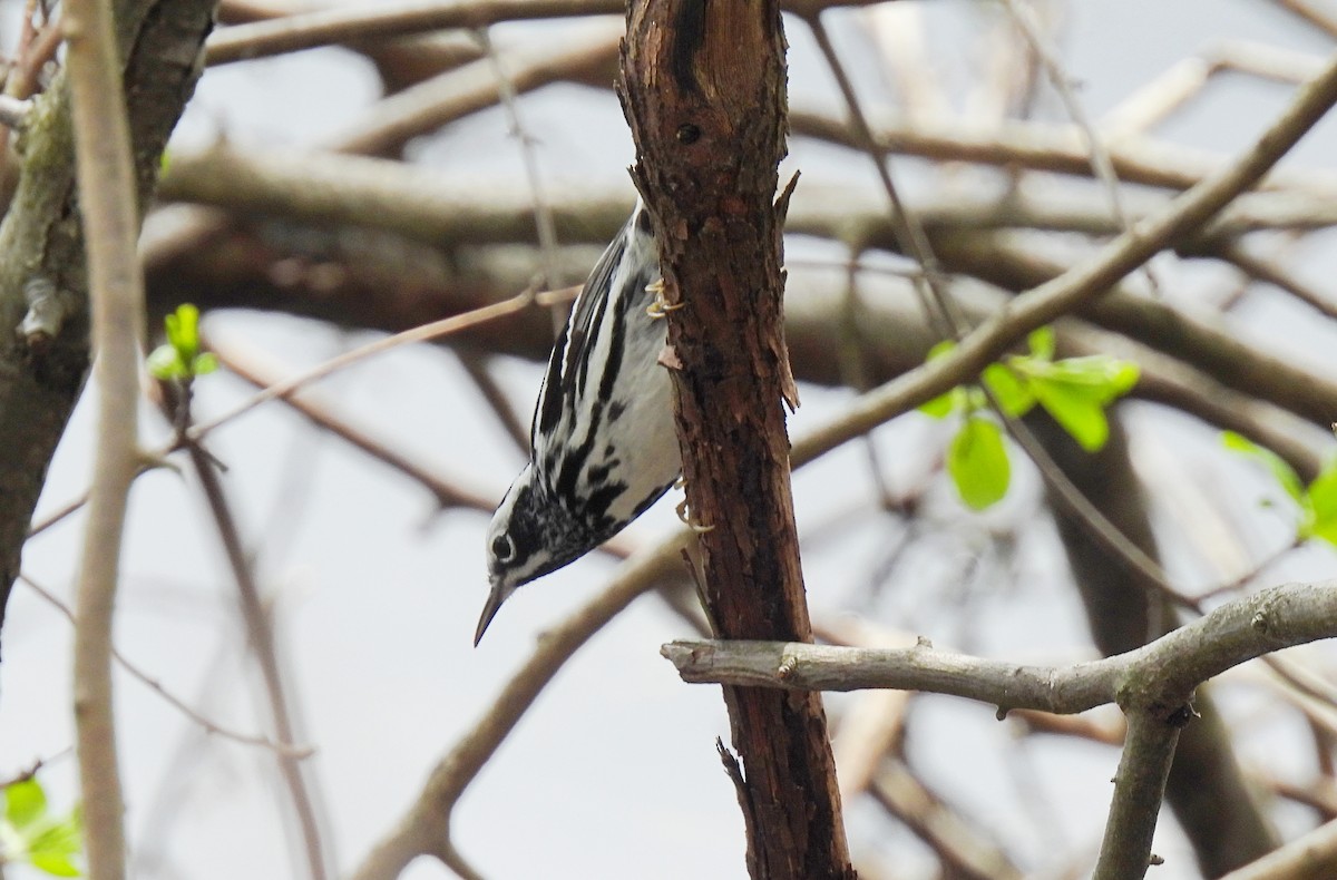 Black-and-white Warbler - ML618588710
