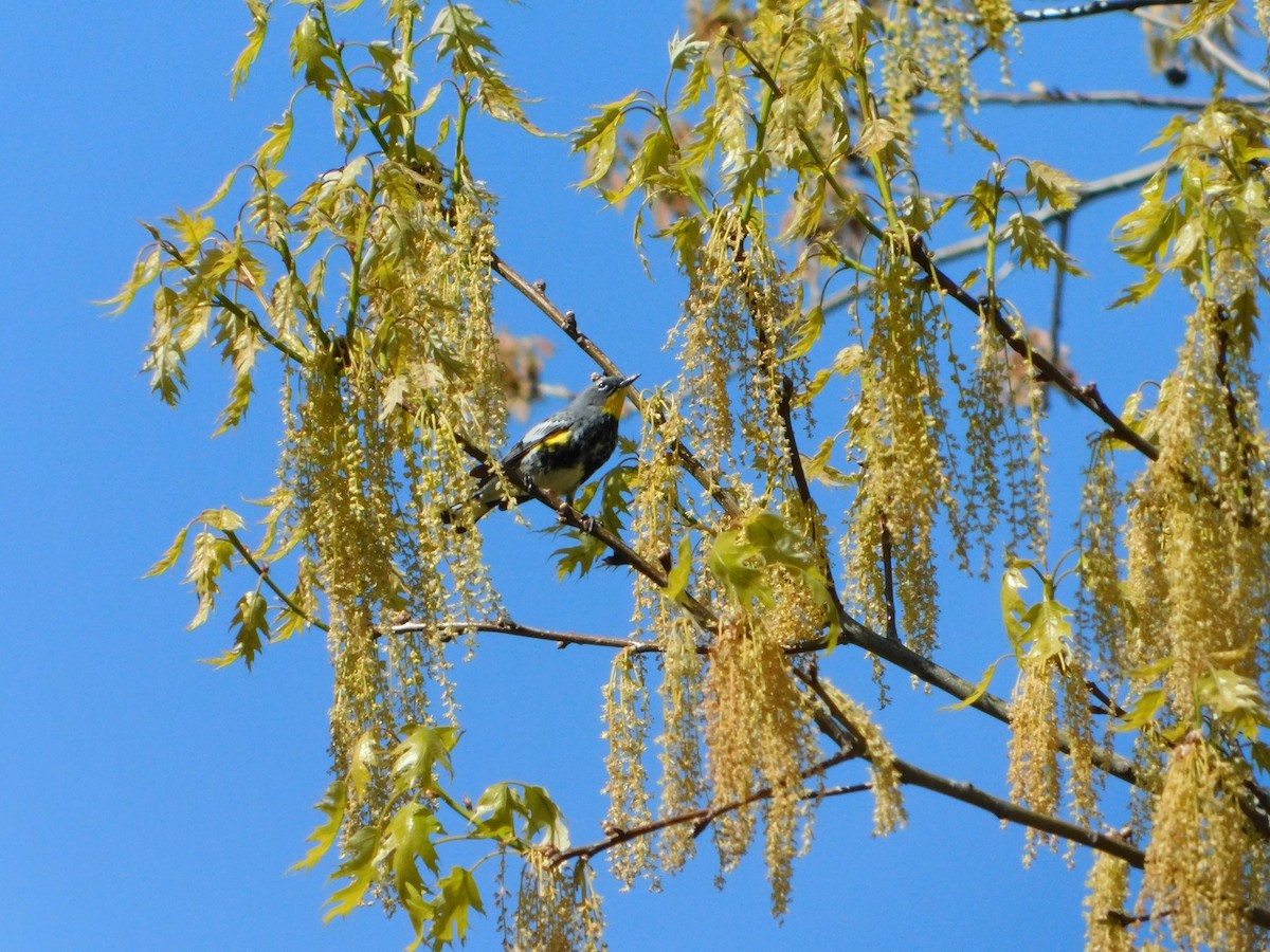 Yellow-rumped Warbler (Audubon's) - ML618588711