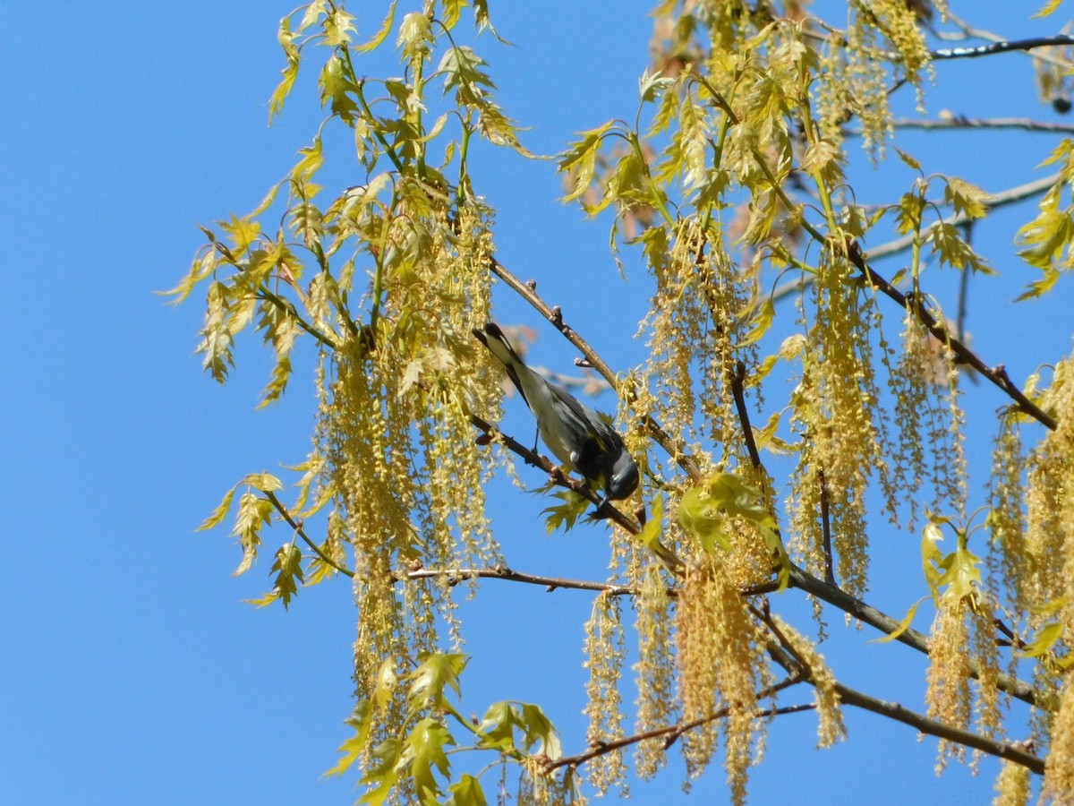 Yellow-rumped Warbler (Audubon's) - ML618588712